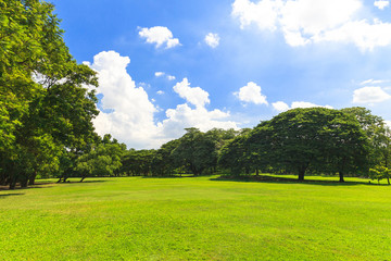 Green trees in beautiful park