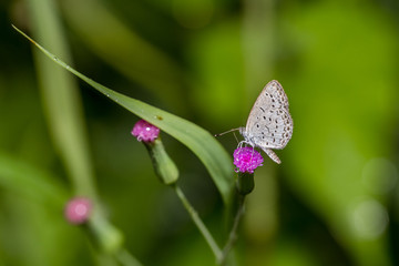 Pale Grass Blue - Butterfly (Zizeeria maha)