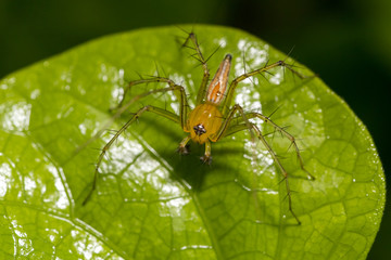 Golden lynx spider (Oxyopes macilentus)