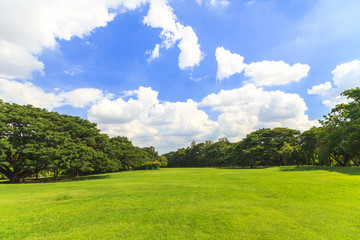 Green trees in beautiful park