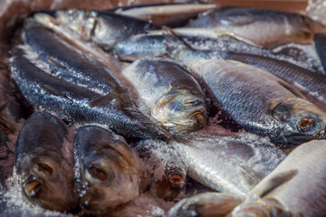 рыба свежезамороженная
