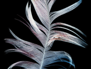 feather on a black background