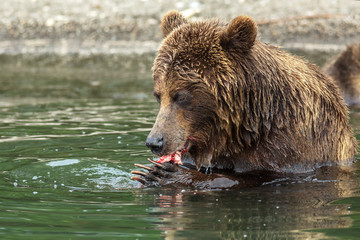 Fototapeta na wymiar Brown bear eating a salmon caught in the Kurile Lake.