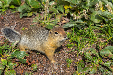 Naklejka na ściany i meble Arctic ground squirrel at foot of volcano on Kamchatka.