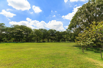 Green trees in beautiful park