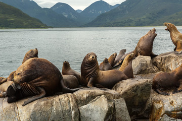 Rookery Steller sea lions. Island in Pacific Ocean near Kamchatka Peninsula.