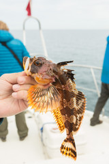 Hemilepidotus is genus of sculpins. Bottom sea fishing in the Pacific near Kamchatka.