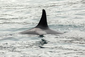 Obraz premium Killer Whale - Orcinus Orca in Pacific Ocean. Water area near Kamchatka Peninsula.