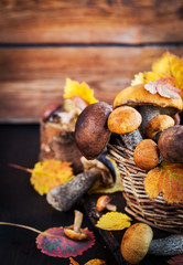 Wild forest edible mushrooms (boletus) in basket