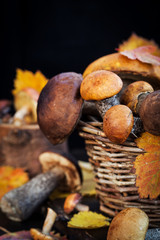 Wild forest edible mushrooms (boletus) in basket