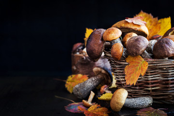 Wild forest edible mushrooms (boletus) in basket