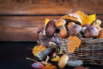 Wild forest edible mushrooms (boletus) in basket