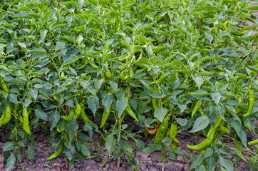 Organic farming of pepper with  crops  green  peppers  in the vegetable garden, Zavet town, Bulgaria  