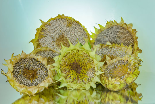 organik ay&ccedil;ekirdekleri