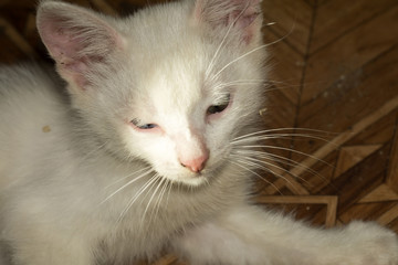 White Kitten Portrait