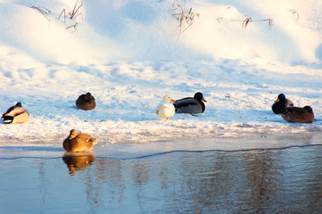 Kaczki na śniegu © zuzannab
