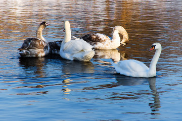 Łabędzie © zuzannab