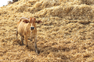 Asian cow in a farmland