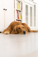 Golden retriever lying on the ground to sleep