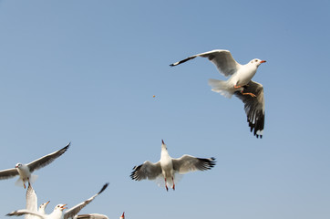 Obraz premium Seagulls flying on the sea.
