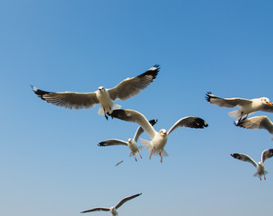 Seagulls flying on the sea.