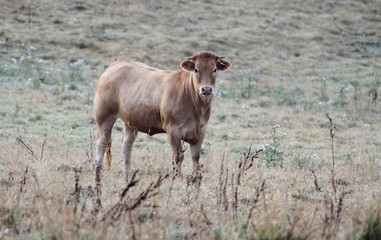 troupeau de vaches Aubrac en Aveyron