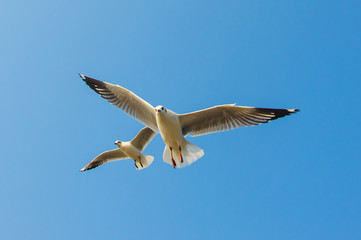 Seagulls flying on the sea.