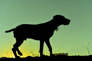 avcılık için kuş köpeği cinsi