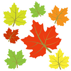 autumn leaves isolated