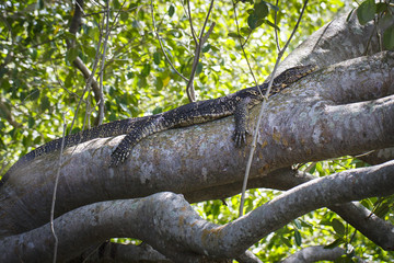 Fototapeta premium varan