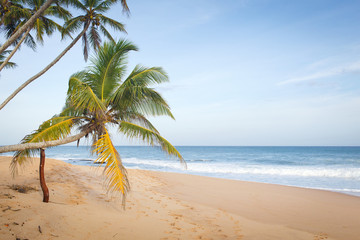 Fototapeta premium sri-lanka landscape