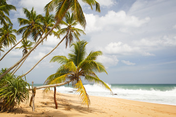 Fototapeta premium sri-lanka landscape