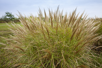 Chinaschilf, (Miscanthus sinensis), Nordrhein-Westfalen, Deutschland, Europa