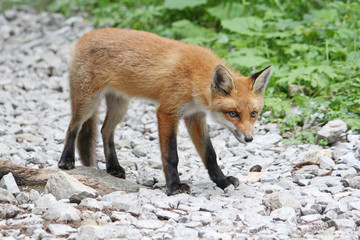 Curious young red fox looking warily, standing on stones