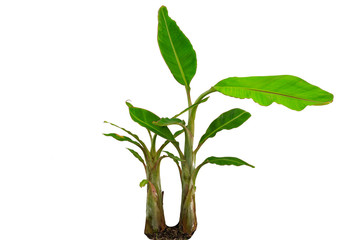 Banana trees isolated on white background