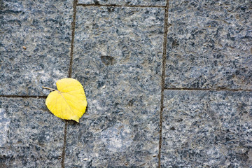 paving stone background relief texture. yellow leaf. autumn.