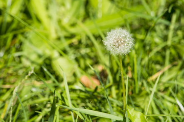 White dandelion in the green grass