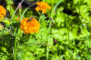 Obraz premium Marigolds flowers. green leaves. celebration. gift. Bee