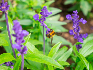 wasp Insect pollinating perched on tree top purple flower