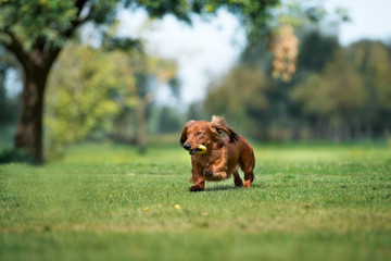 Obraz na płótnie Canvas adorable dachshund dog running outdoors