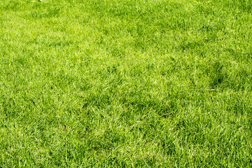Fresh green grass on the lawn