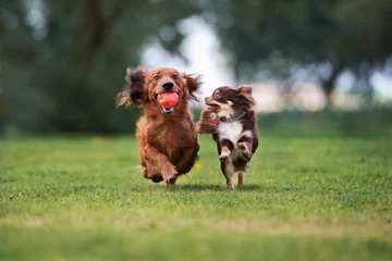 Fotobehang twee schattige kleine honden die samen buiten spelen © otsphoto