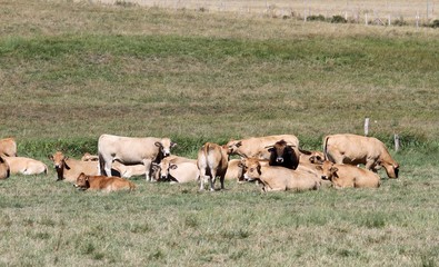 Fototapeta premium troupeau de vaches Aubrac en Aveyron