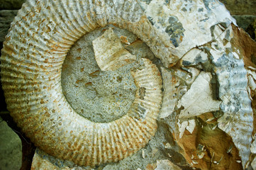 Ancient natural cameralist sea shells. Close