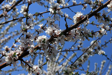apple tree branch in bloom