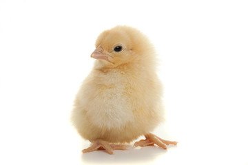 Small fluffy chickens