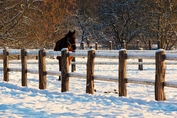 Koń zimową porą - obrazy, fototapety, plakaty