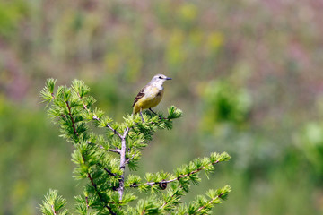 Oriole on a branch of larch