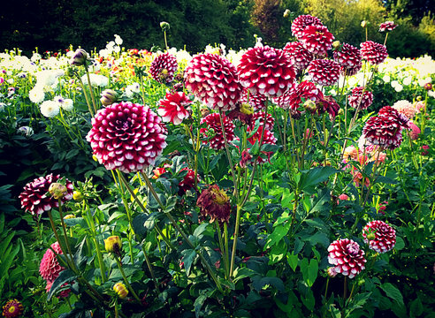 Dahlias cultivation outdoors in summer
