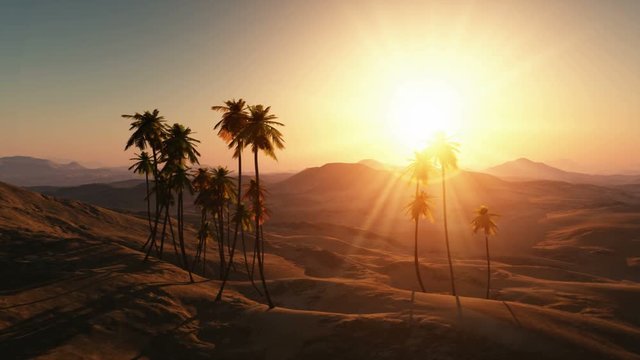palms in desert at sunset
